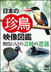 日本の珍鳥 映像図鑑
